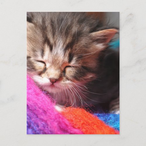 Soft Sleepy Newborn Kitten Fototgraph Postcard