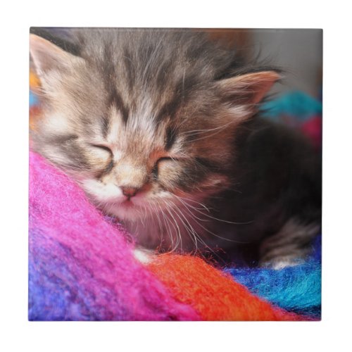 Soft Sleepy Newborn Kitten Phototgraph Ceramic Tile