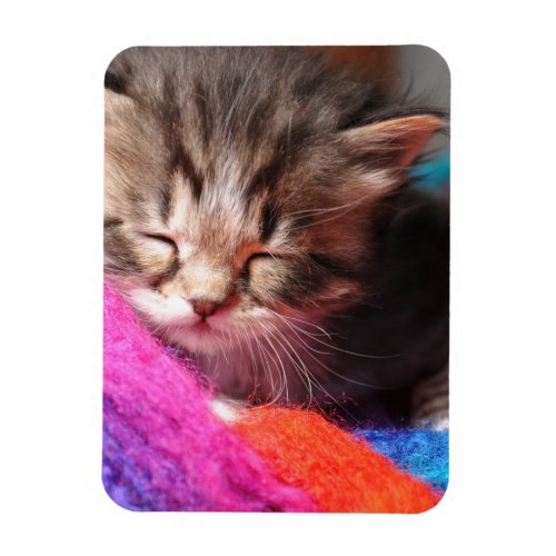 Soft Sleepy Newborn Kitten Phototgraph Magnet