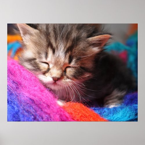Soft Sleepy Newborn Kitten Phototgraph Poster