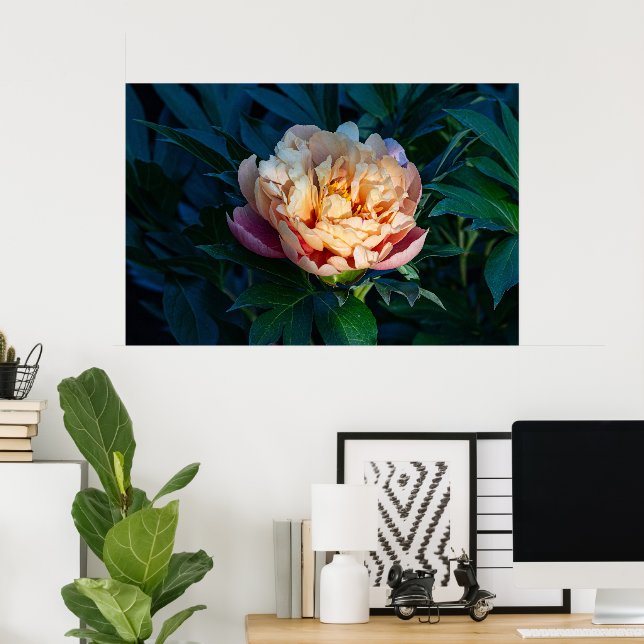 Soft Splendor: Peach Peony Photography Poster (Home Office)