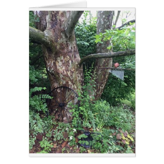 Soft summer rain (Front)