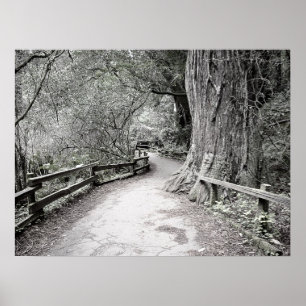 Soft Tint Rustic Path Through the Woods Poster