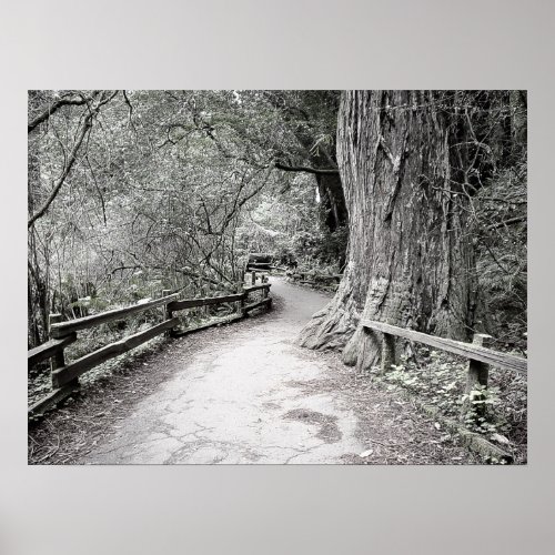 Soft Tint Rustic Path Through the Woods Poster
