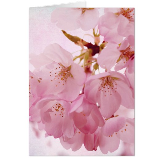 Soft Vintage Pink Cherry Blossoms Cards (Front)