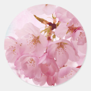 Soft Vintage Pink Cherry Blossoms Classic Round Sticker