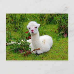 Soft White Alpaca Animal Postcard