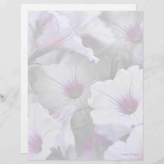 Soft White And Pink Petunias Letterhead (Front/Back)
