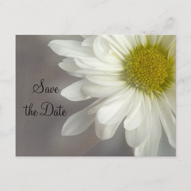 Soft White Daisy on Gray Wedding Save the Date Announcement Postcard (Front)