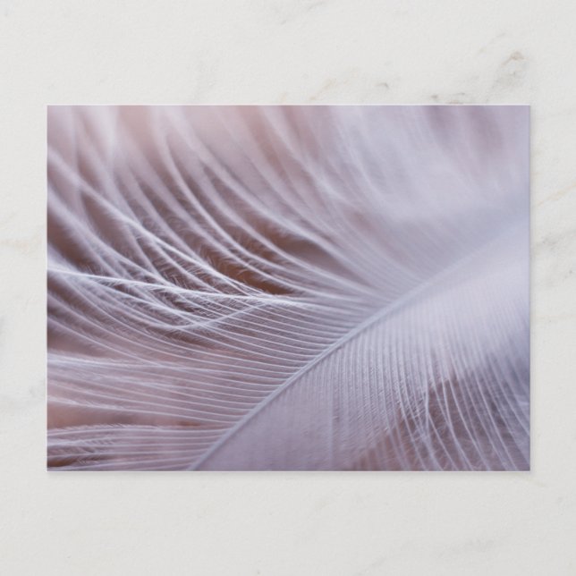 Soft white feather macro photography postcard (Front)