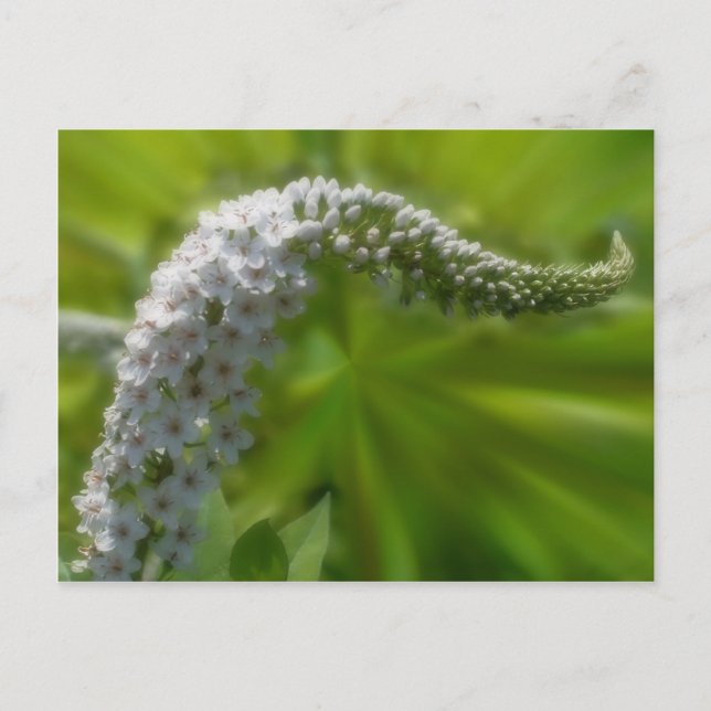 Soft White Flower Nature Postcard (Front)
