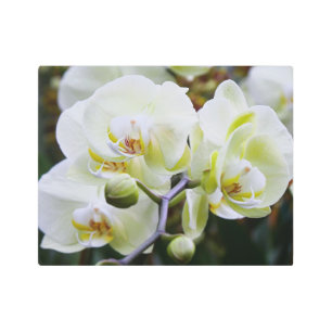 Soft White Orchid Metal Wall Art