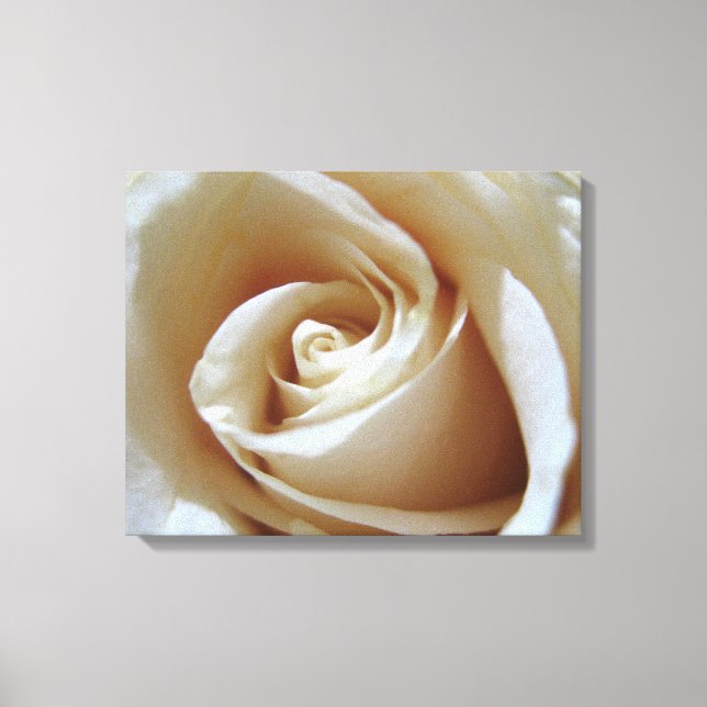 Soft White Wedding Rose Canvas Print (Front)