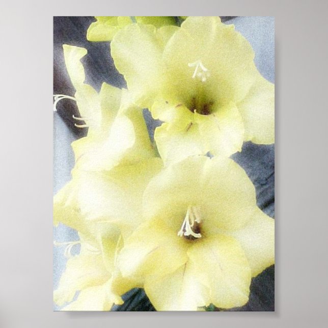 Soft Yellow Gladiolas Poster (Front)
