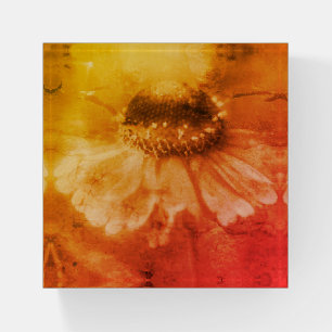 Soft Zinnia Daisy Flower In Sepia Vintage Paperweight