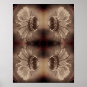 Soft Zinnia Daisy Flower In Vintage Sepia Abstract Poster