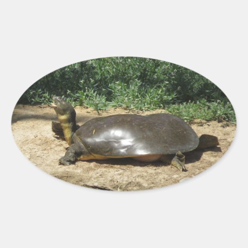 Softshell Turtle Oval Sticker