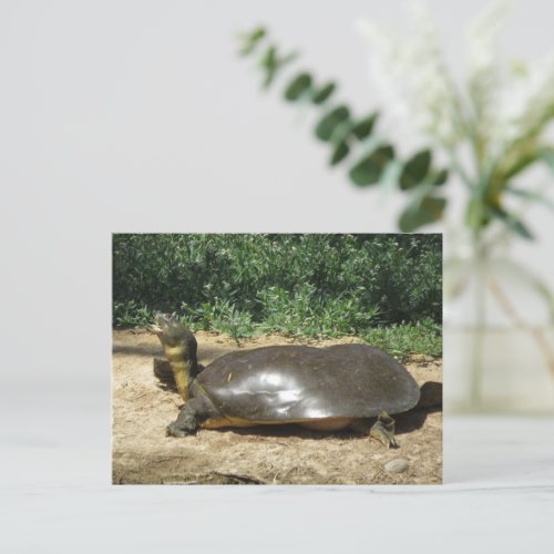 Softshell Turtle Postcard