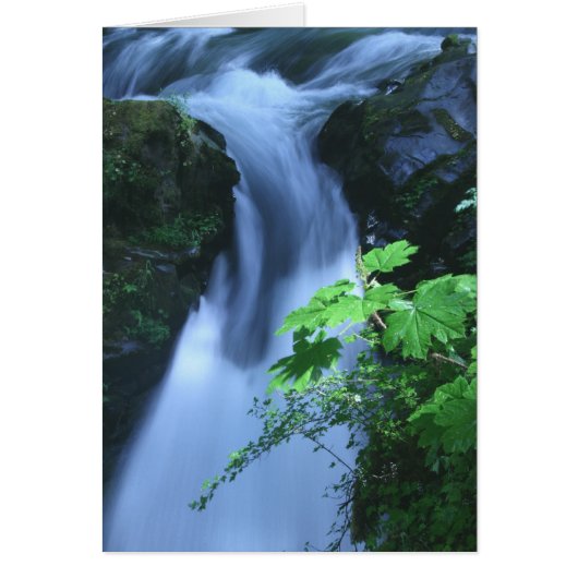 Sol Duc Falls 2 Cards (Front)
