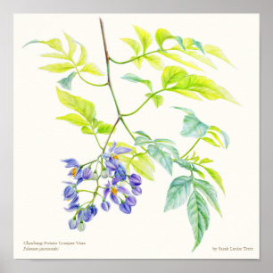 Solanum jasminoide botanical fine art poster print