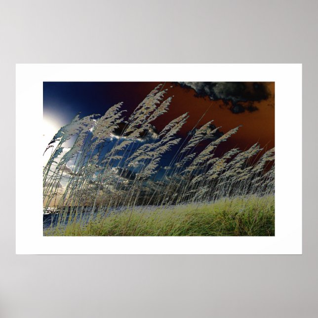 Solarized sea oats picture on florida beach poster (Front)