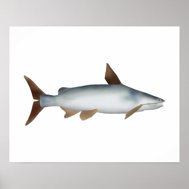 Soldier Catfish Poster (Front)