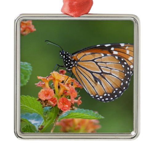 Soldier (Danaus eresimus) butterfly feeding Metal Ornament