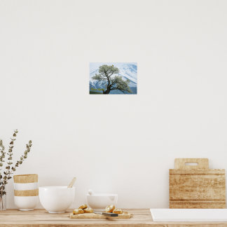 Solitary Blossoming Tree and Snowy Mountains Poster