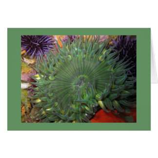 Solitary Green Anemone Cards
