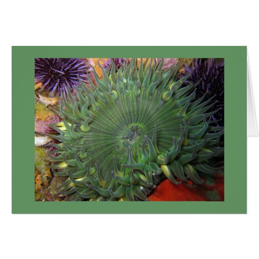 Solitary Green Anemone Cards (Front Horizontal)