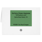 Solitary Green Anemone Cards (Back Horizontal)