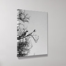 Solitary Humming Bird