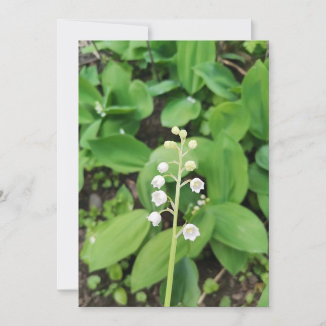 Solitary Lily of the Valley Flower Blank Card (Front)