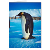 Solitary Penguin (Front)