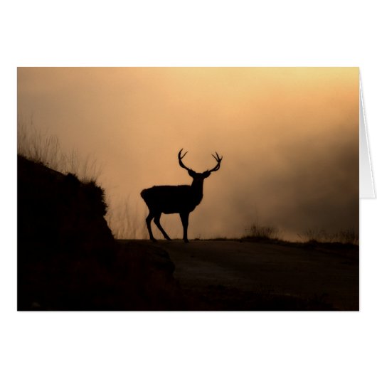 Solitary Red Stag Card (Front Horizontal)