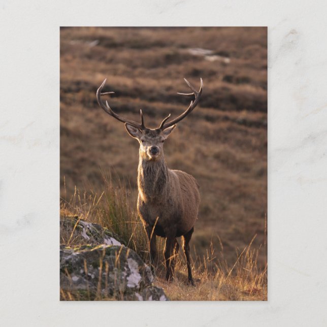 Solitary Red Stag  Postcard (Front)