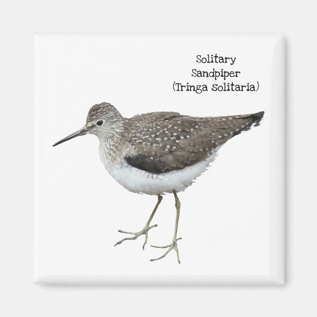 Solitary Sandpiper Magnet (Front)