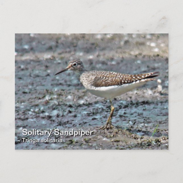 Solitary Sandpiper Postcard (Front)