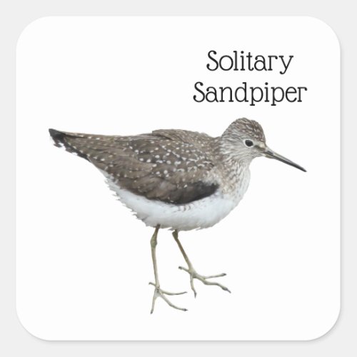 Solitary Sandpiper Square Sticker