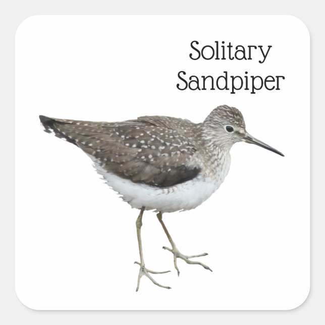 Solitary Sandpiper Square Sticker (Front)
