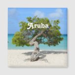 Solo Divi Divi Tree in Aruba Magnet