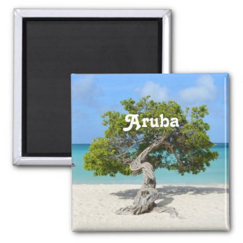 Solo Divi Divi Tree In Aruba Magnet by GoingPlaces at Zazzle