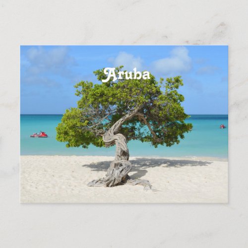 Solo Divi Divi Tree in Aruba Postcard