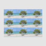 Solo Divi Divi Tree in Aruba Tissue Paper