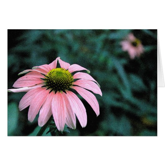 Solo Echinacea Cards (Front Horizontal)