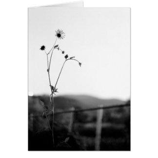 Solo Flower Cards
