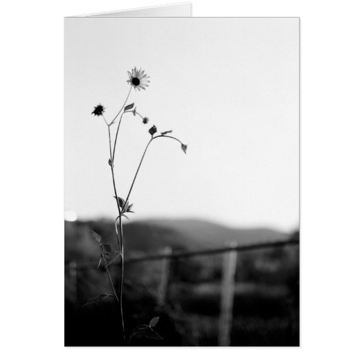 Solo Flower Cards (Front)