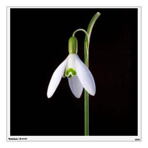 Solo Perfection Wall Sticker