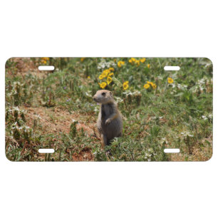 Solo Prairie Dog License Plate