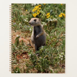 Solo Prairie Dog